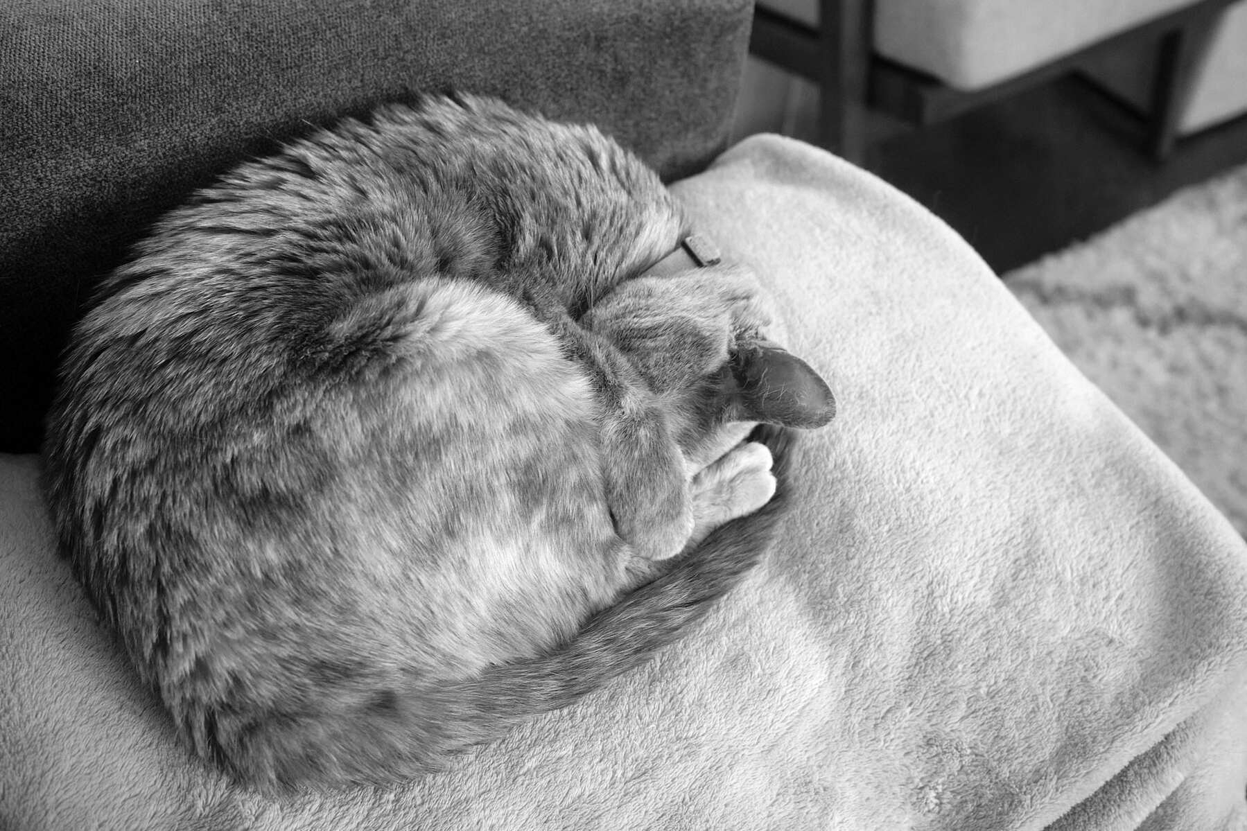 a black and white picture of a cat curled into a ball, with her eyes covered by a paw, napping.