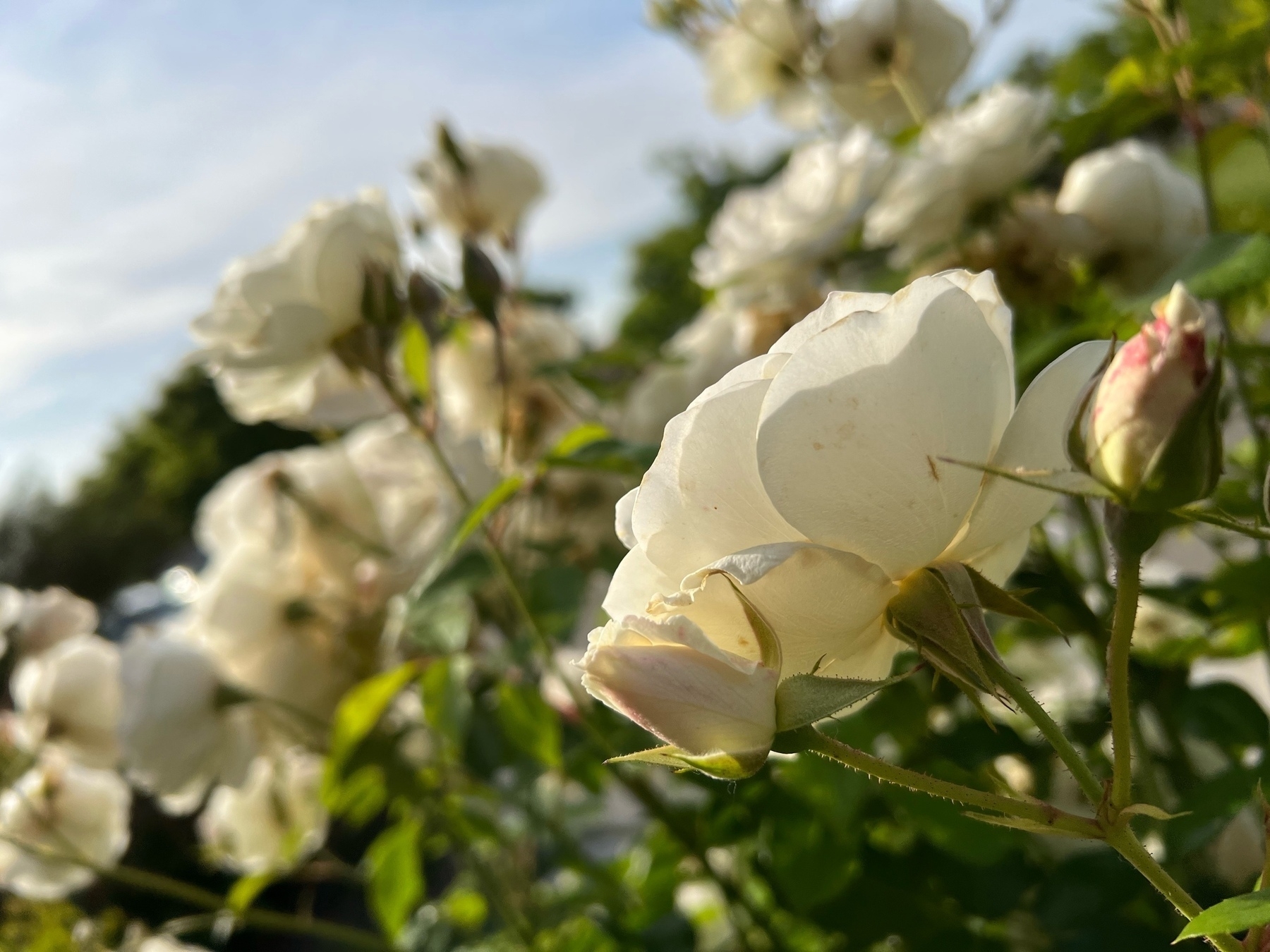 white roses, one close the the camera lens, from a low perspective that shows the sky 