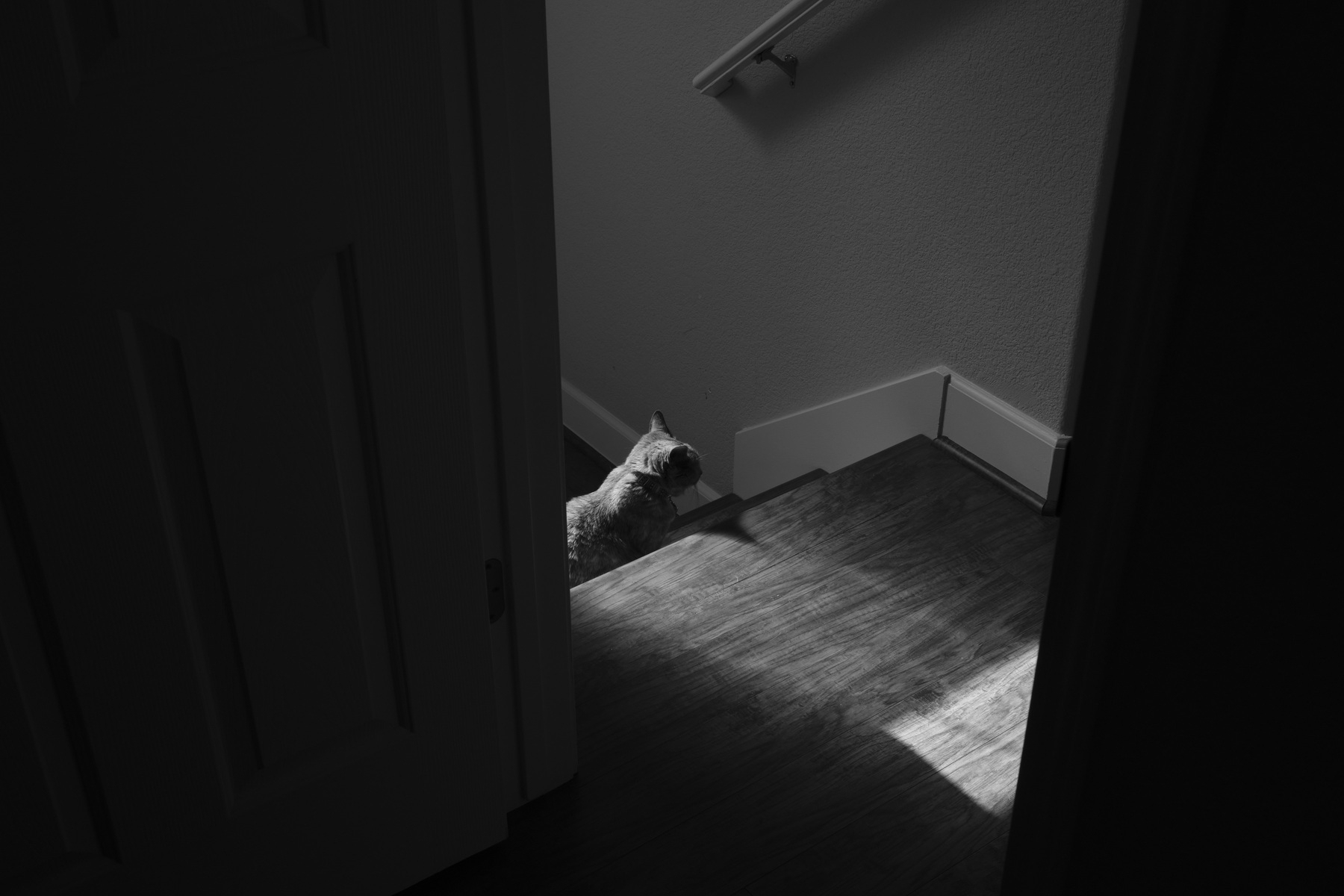 in black and white, the image is a cat waiting at the top of the stairs just outside of a doorway. She is sitting in the light coming from a nearby window, with the rest of the frame darker in shadow. 