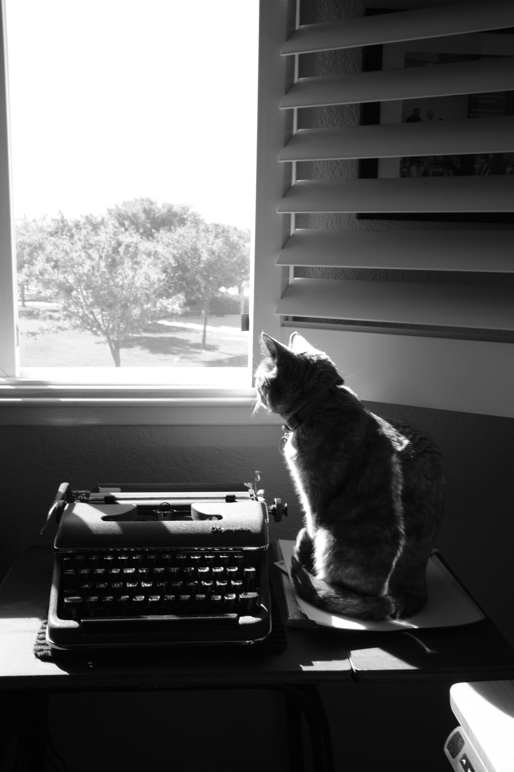 in blzack and white, a cat sitting on a small table in front of a window. She is looking outside. To her left, on the table, is a Olympia SM2 typewriter. 