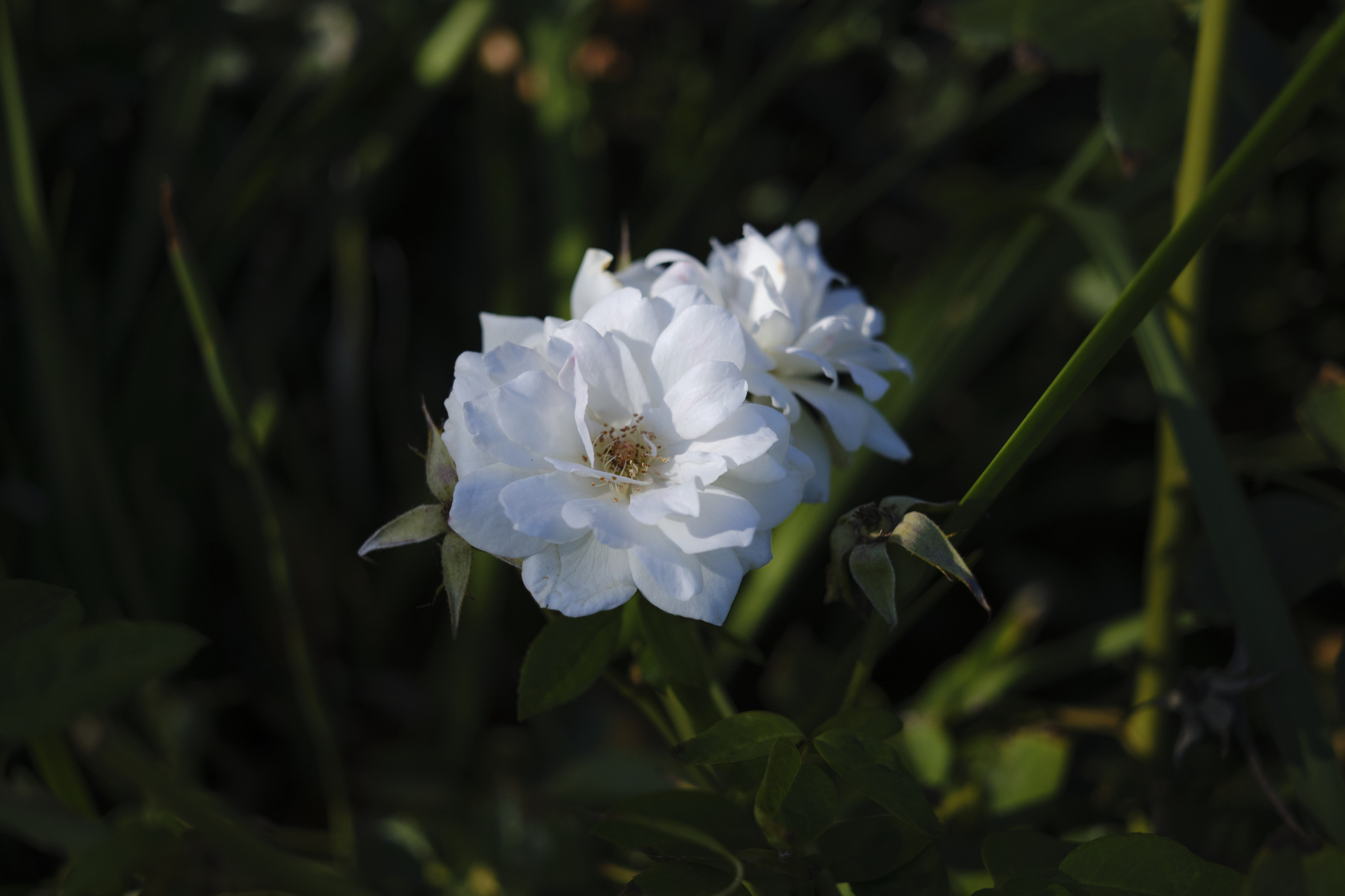 Two white roses share a single stem, lit by the late afternoon sun. One rose is featured more prominently than the other. The roses are in center frame, and the rest of the image is darker, in shadow. 