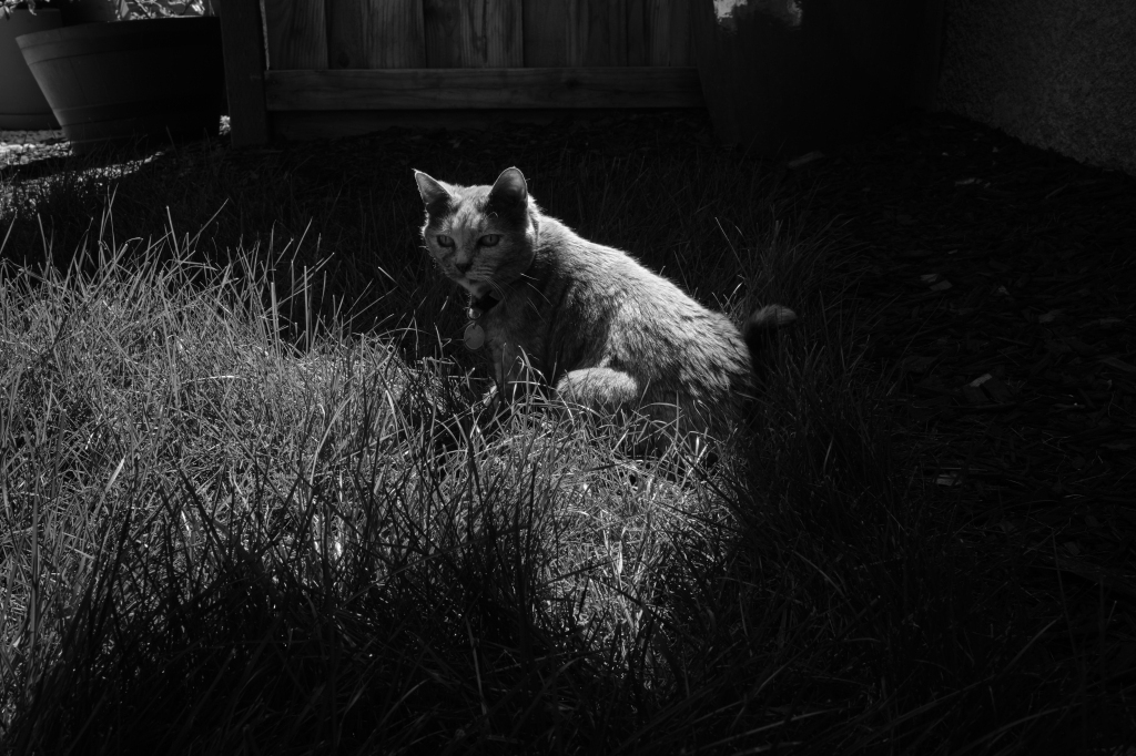A black and white photo of our cat, sitting in some tall grass watching every movement of the blades and or insects that I cannot see. 