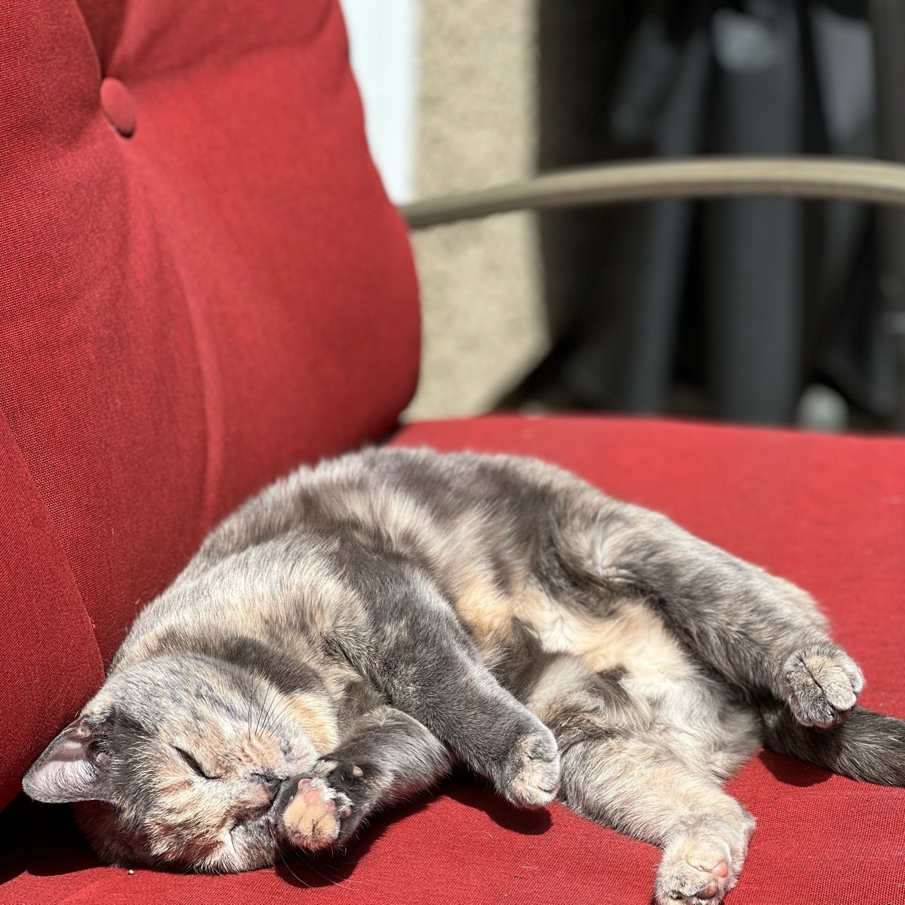 a muted calico cat laying on her back in the midday sun. She's sitting on a pario bench with red cushions. 