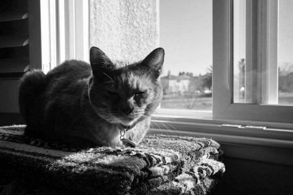 our cat, laying on a blanket by an open window. Half of her in the afternoon sunlight and the other half in shadow
