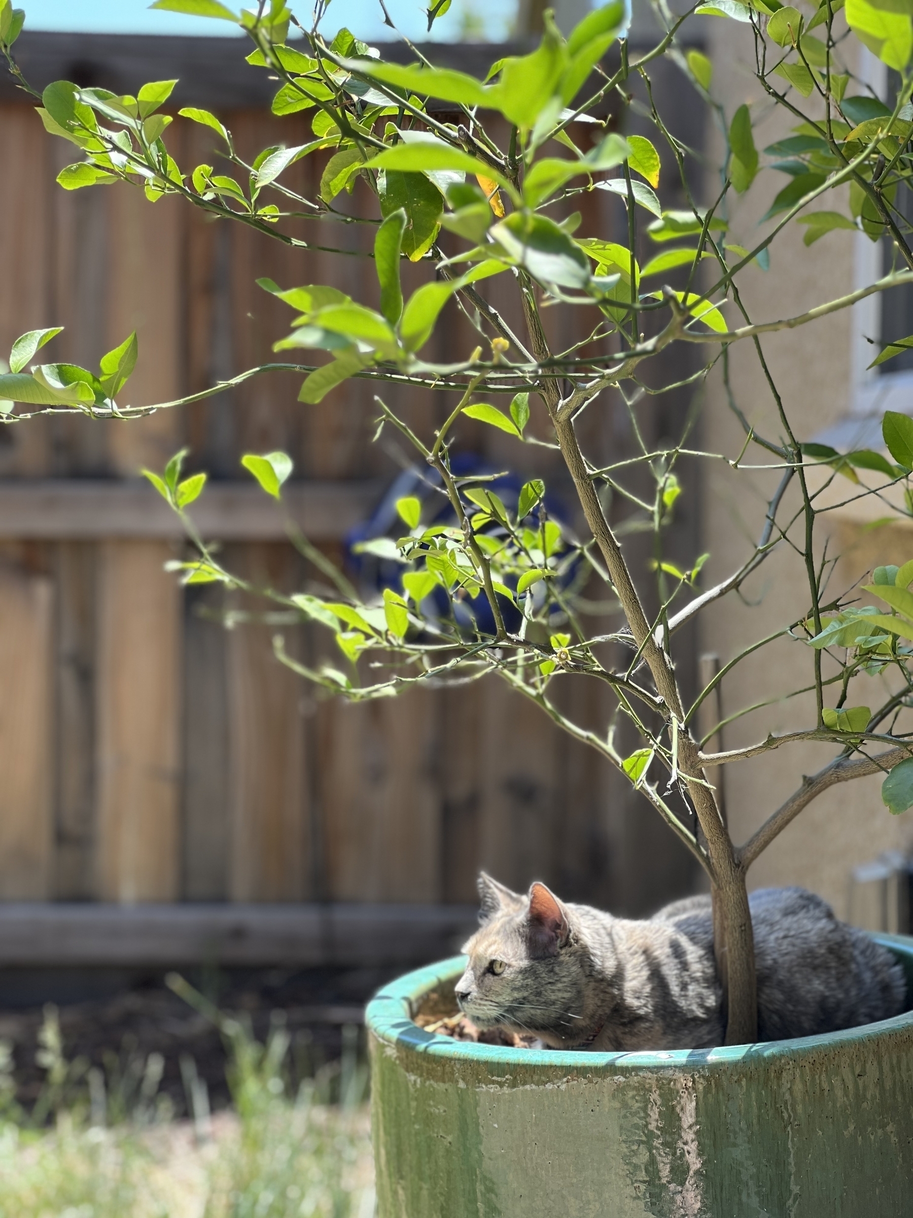 A cat basks in the sun while laying under a small potted lemon tree. 