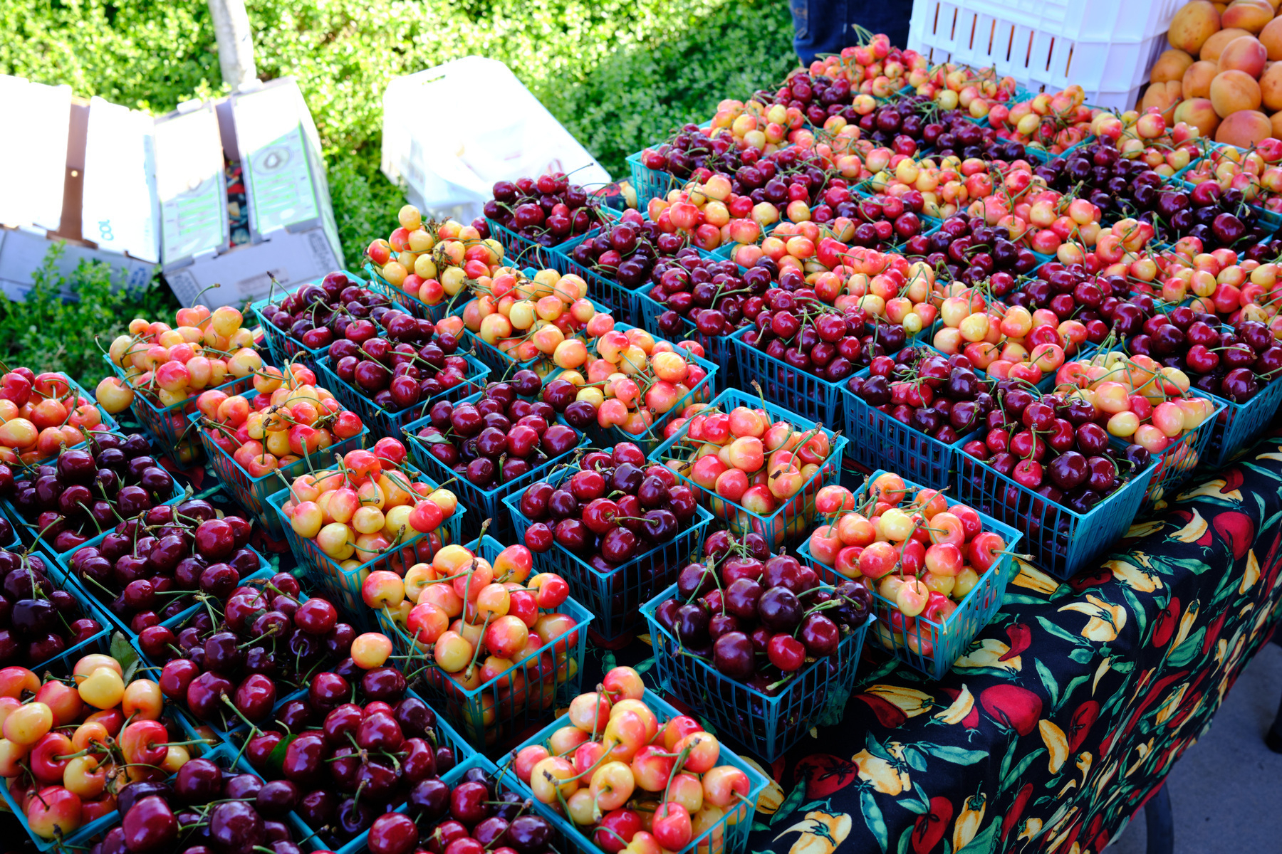A table at a farmers market with different baskets of cherry varieties arranged in rows. 